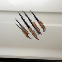 Load image into Gallery viewer, CAR2975_4.jpg@645f01773e6f305ee5fcd53a7e2264cf