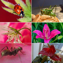 Load image into Gallery viewer, DCA1310_5.jpg@32c89ca29d6dd8446895ec6a8e16d1c8