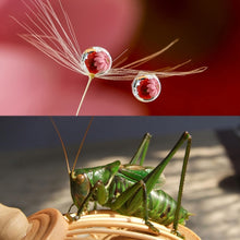 Load image into Gallery viewer, DCA1312_6.jpg@bc5132f4b0c7fa7ce370f065d1ab81d1