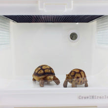 Load image into Gallery viewer, HC5568E_3.jpg@acba192e149501c5cb1aca5d50ae25f1