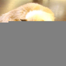 Load image into Gallery viewer, HC6688.jpg@e7cfe3d5b9389bb93da90cc2defa2d3f