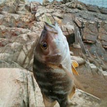 Load image into Gallery viewer, OG2121F_8.jpg@5f98966d1bfc12d1e16c3dfd271781bc