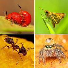 Load image into Gallery viewer, S-DLP-2568_14.jpg@03e474d73922b274fd4fb41dcb9c2d12