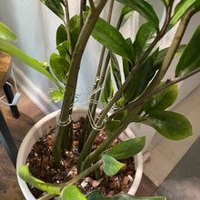 Load image into Gallery viewer, TBD06052657_B4.jpg@67ec53082903e0166d2b24c275344d3c