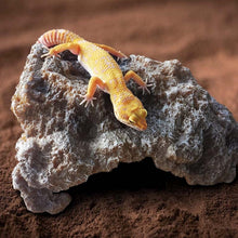 Load image into Gallery viewer, TBD06055834_B5.jpg@3cb42f72ac77fa785c0aa5113f96e3a9