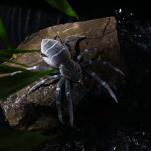 Load image into Gallery viewer, TBD06038424_B8.jpg@7c62d1d42cceb9b39a56fa97f111e994