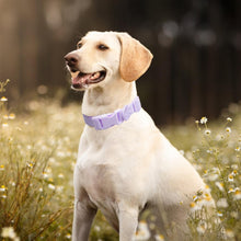 Load image into Gallery viewer, TBD06041480_B8.jpg@c0b92e24780ec69643cc5ef062dde438