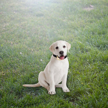 Load image into Gallery viewer, EDA001997901_B4.jpg@5f7b803ca2876d45c49dd2189b0a5684
