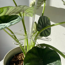 Load image into Gallery viewer, EDA006587601A_5.jpg@dd28bb09ceb562c2b54eecf34e16532e
