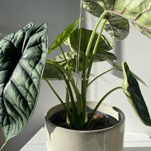 Load image into Gallery viewer, EDA006587601A_6.jpg@094358530a0dad76aa0354515c59a276
