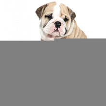 Load image into Gallery viewer, HC5534MG.jpg@9667ff66fb29264653d0cebb7d1fd445
