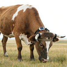 Load image into Gallery viewer, PSP0135_3.jpg@631f331b2cefca197581445fdb01278a
