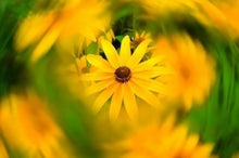 Load image into Gallery viewer, S-DLP-1596_10.jpg@4229188f92e6a00d75fc073c7e6a6663
