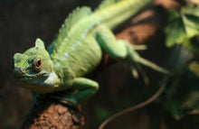 Load image into Gallery viewer, S-DLP-9936_10.jpg@af15f0fcf5ad58459c46554765cc1858
