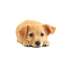 Load image into Gallery viewer, TBD0601614006.jpg@56a562ffae8c71136776ea2a73a2a2a2
