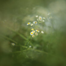 Load image into Gallery viewer, TBD0603522001_B5.jpg@f299e2849db2438e854ccbbf63dfcb3c
