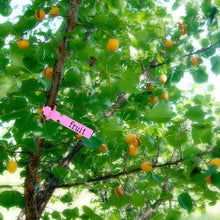 Load image into Gallery viewer, TBD069521901F_3.jpg@3b31d632dfd45ffecbd108fde71d1ea9

