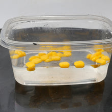 Load image into Gallery viewer, TBD06038068_B3.jpg@c9406c8fe4b9996b992a04ce6fbd68a9
